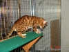 rumblepaws-cats-144-of-146