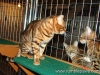 rumblepaws-cats-145-of-146
