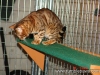 rumblepaws-cats-146-of-146