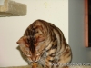 rumblepaws-cats-15-of-146