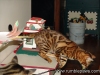 rumblepaws-cats-16-of-146