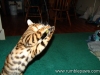 rumblepaws-cats-17-of-146