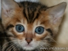 rumblepaws-cats-2-of-146