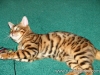 rumblepaws-cats-20-of-146