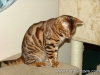 rumblepaws-cats-24-of-146