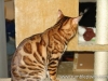 rumblepaws-cats-25-of-146