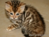 rumblepaws-cats-3-of-146