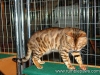 rumblepaws-cats-90-of-146